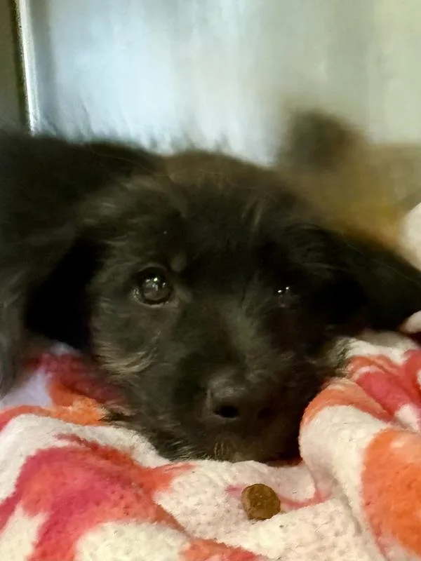 A baby small-sized male German Shepherd Dog dog named Brennon for adoption in Mobile, AL