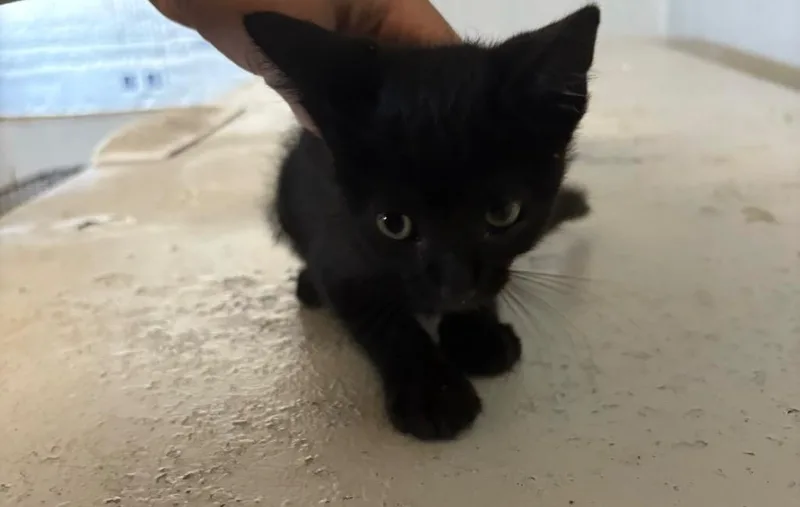 A baby small-sized male Domestic Short Hair cat named D.j. for adoption in Wauchula, FL