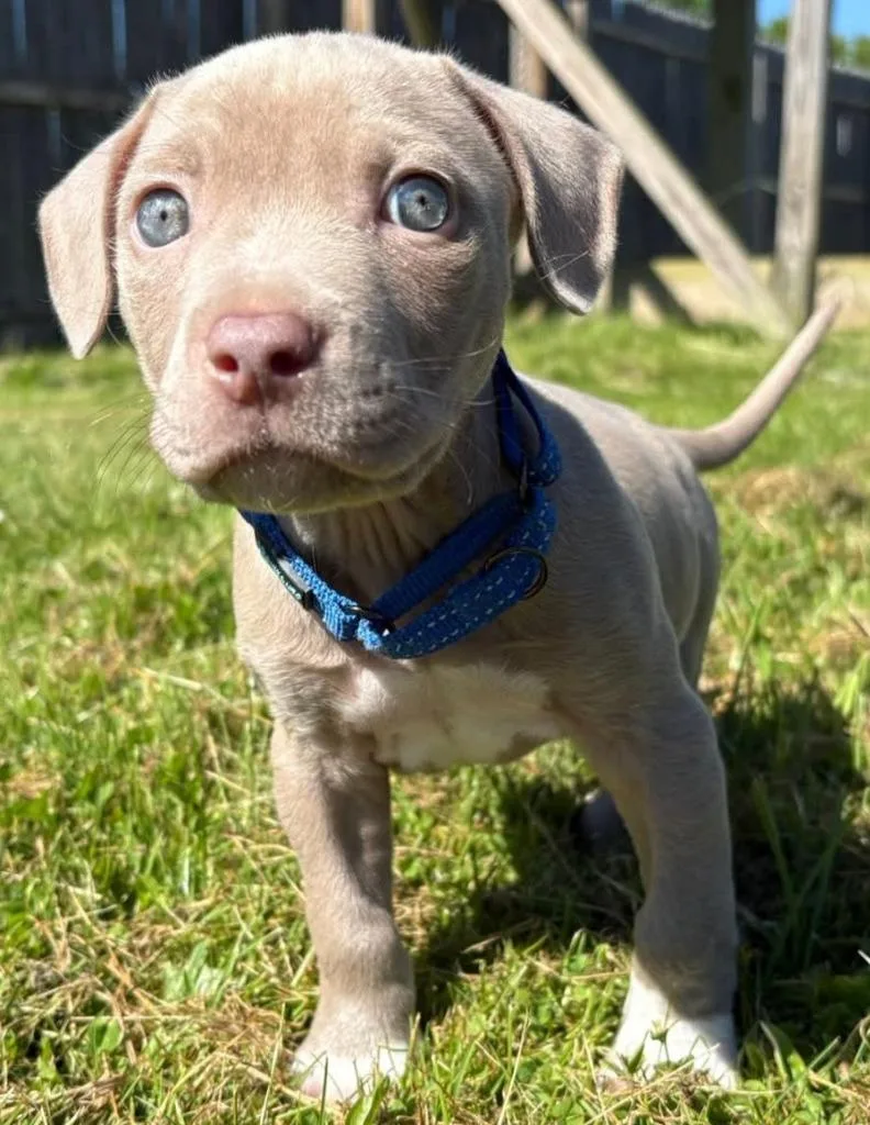 A baby small-sized male Mixed Breed dog named Howie for adoption in Olean, NY