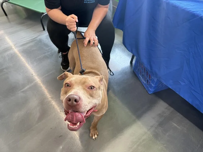 Good Boy thumbnail 3