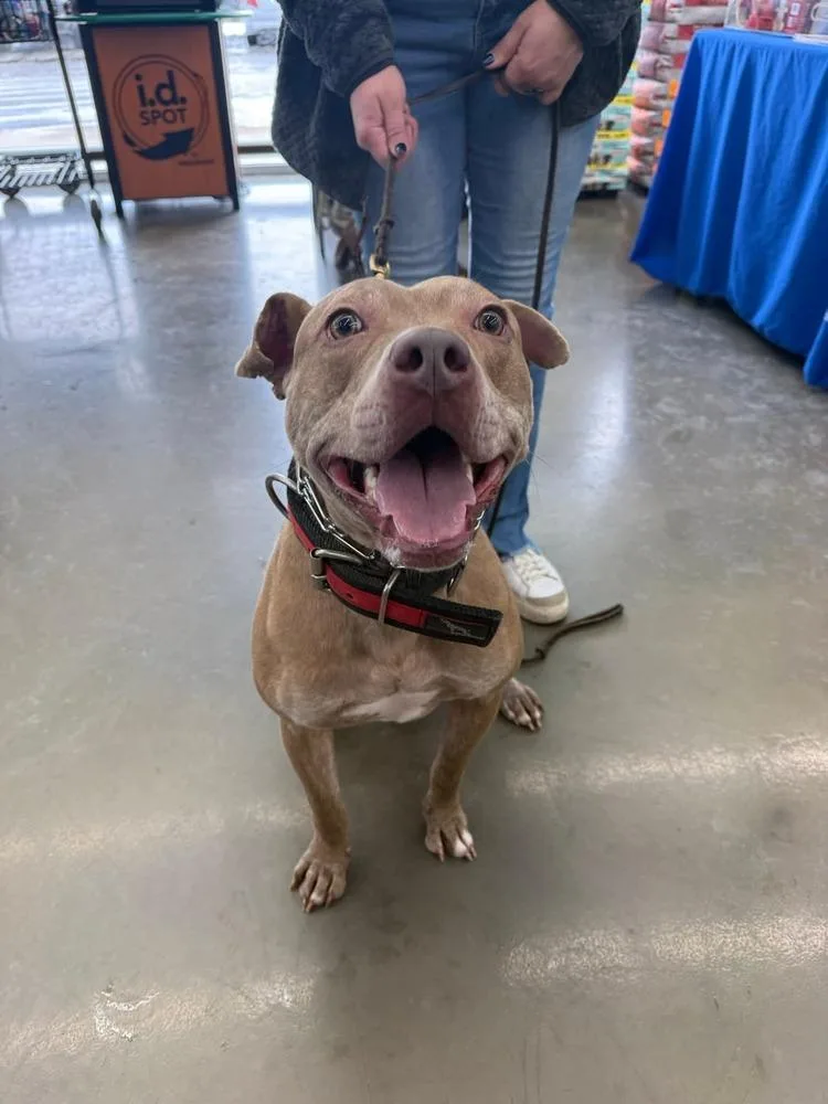 Good Boy thumbnail 6