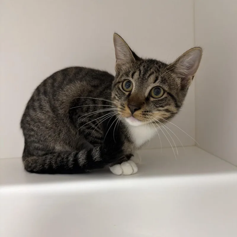 A young small-sized male Domestic Short Hair cat named Murphy for adoption in Tampa, FL