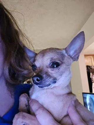 An adult medium-sized female Chihuahua dog named Lil' Danielle for adoption in Ashville, OH