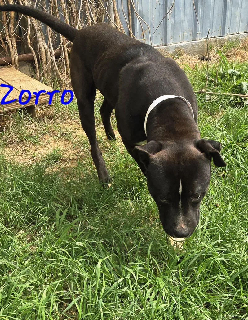 Zorro