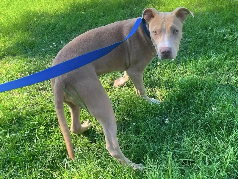 A young medium-sized female Pit Bull Terrier dog named Sarabi Louisiana for adoption in Rockaway, NJ