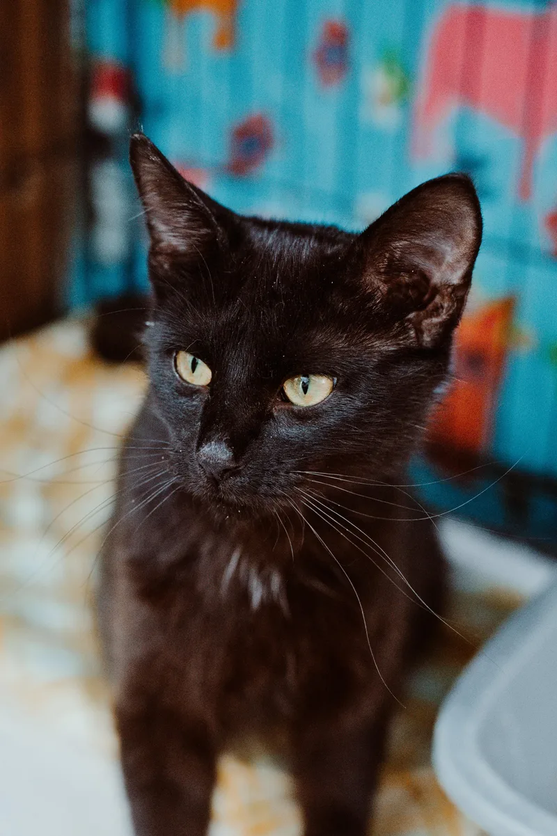 An adult medium-sized female Black Domestic Short Hair cat named Eclipse for adoption in Le Mars, IA