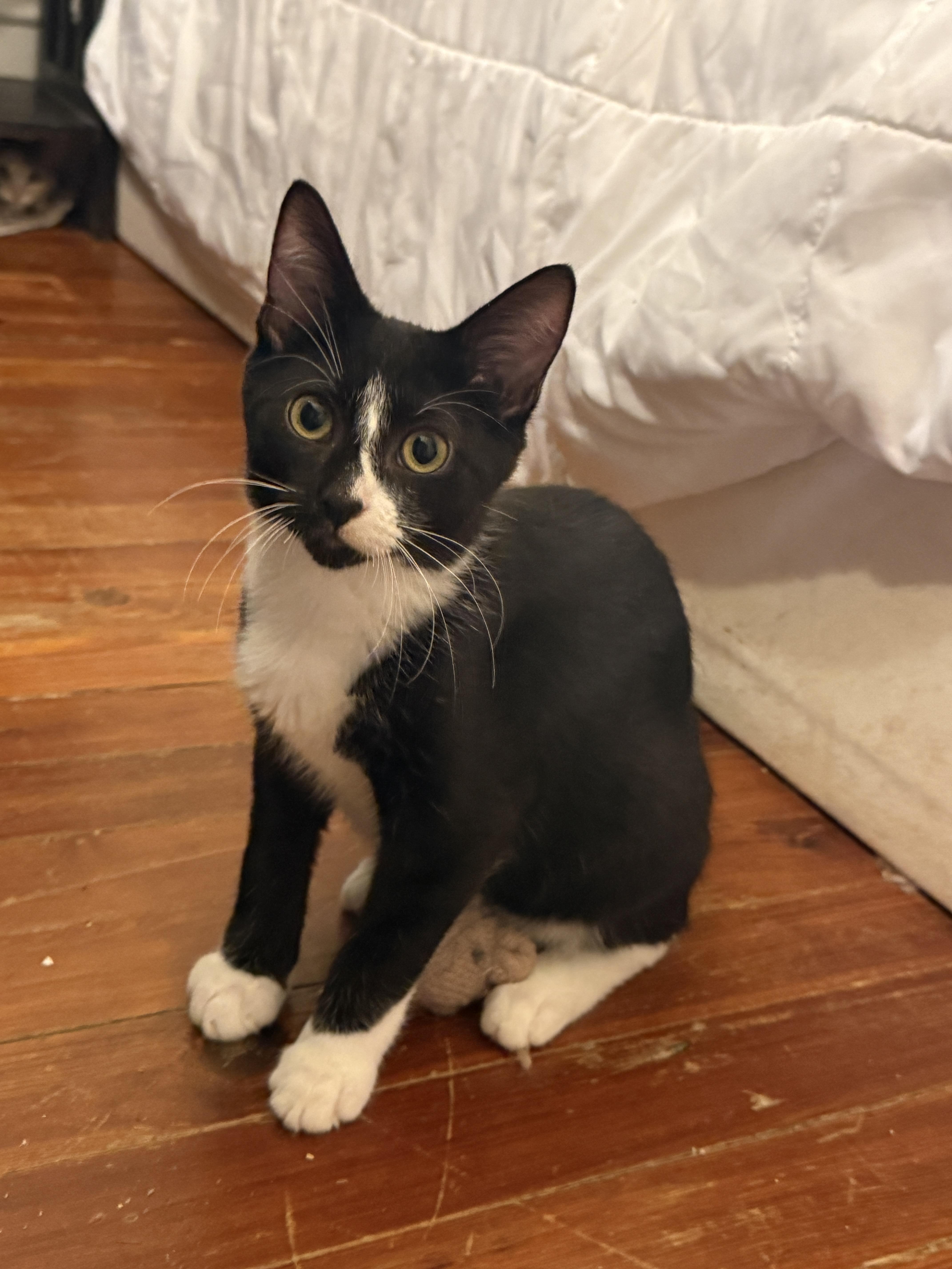 A baby small-sized male Domestic Short Hair cat named Patrone for adoption in Philadelphia, PA