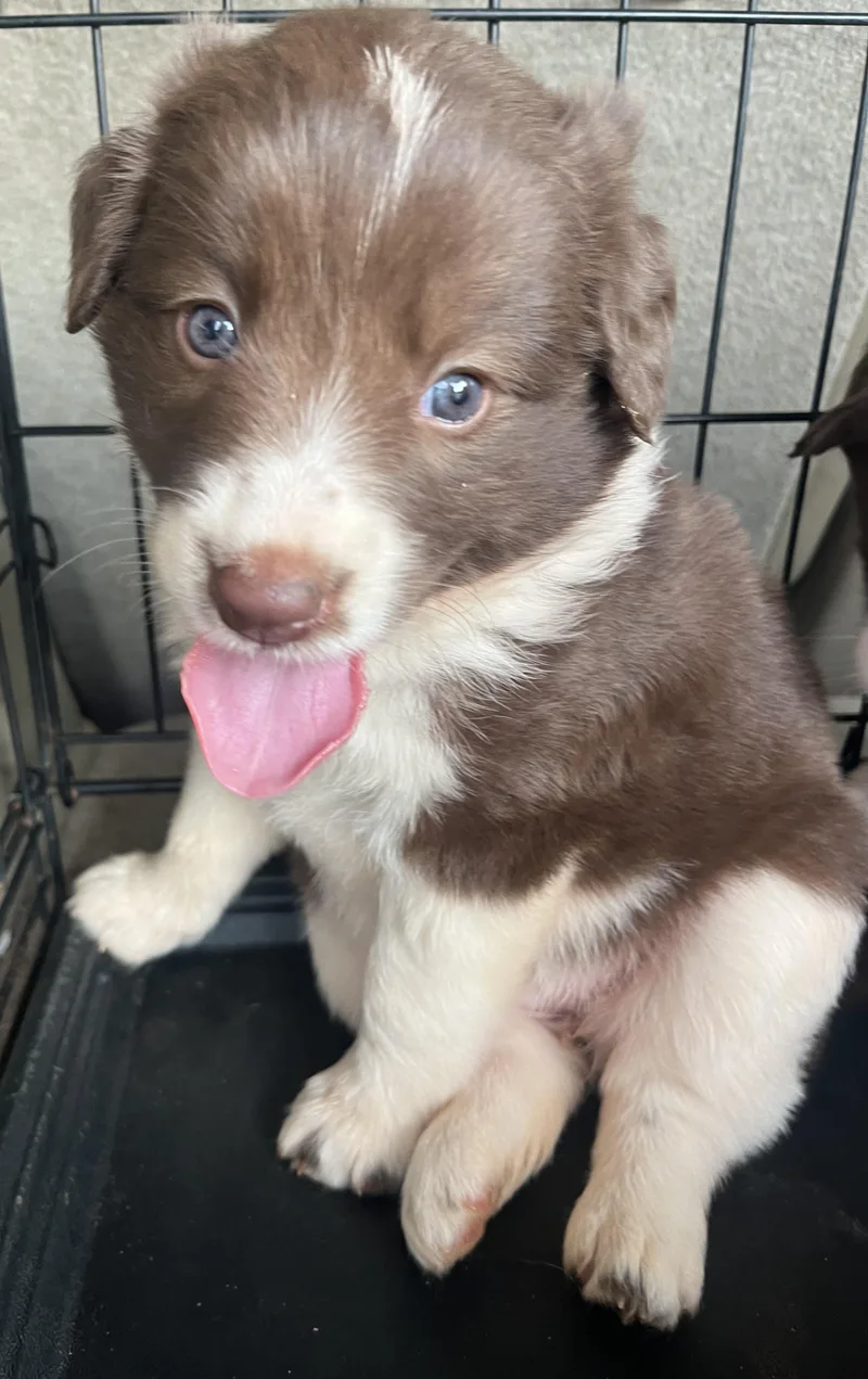 Mocha