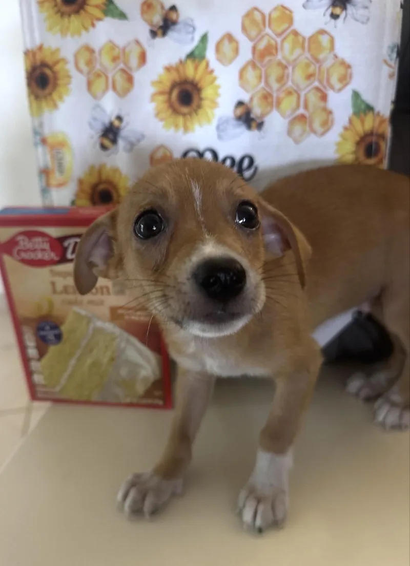 A baby small-sized male Chiweenie dog named Han Solo for adoption in Virginia Beach, VA