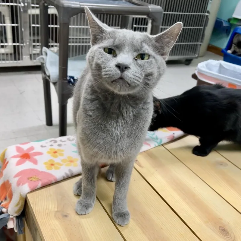 An adult medium-sized female Gray / Blue / Silver Domestic Short Hair cat named Paula for adoption in Jamestown, ND