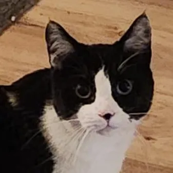 Felix The Wonderful Cat