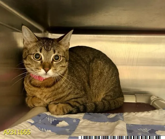 A young small-sized female Domestic Short Hair cat named Isabella for adoption in West Palm Beach, FL
