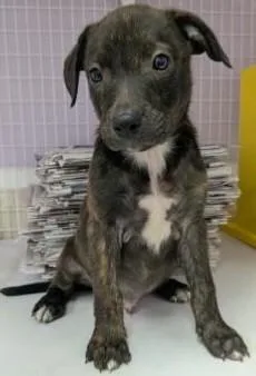 A young large-sized male Mixed Breed dog named Journey for adoption in Kansas City, MO