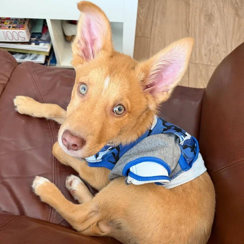 Teddy Diabetic thumbnail 2