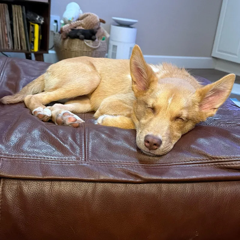 Teddy Diabetic thumbnail 3