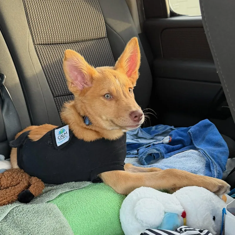 Teddy Diabetic thumbnail 4