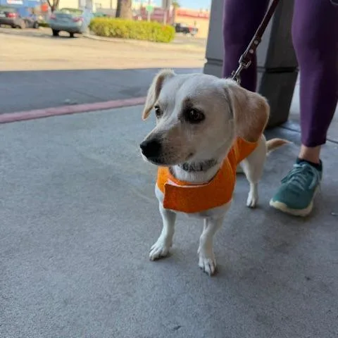 An adult small-sized female Chihuahua dog named Luna for adoption in Pacifica, CA