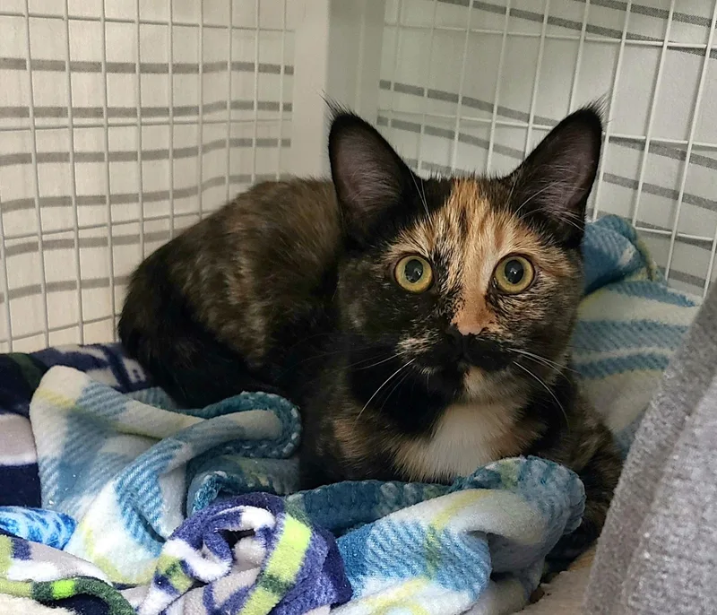 A baby medium-sized female Tortoiseshell Domestic Short Hair cat named Gigi & Pumpkin for adoption in Kirkland, WA