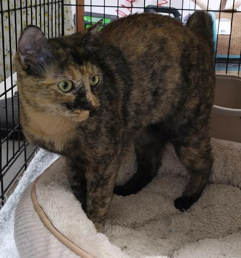 Mia Pumpkin thumbnail 2