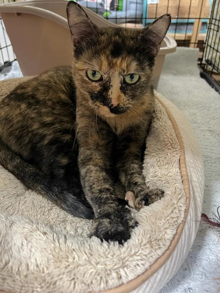 Mia Pumpkin thumbnail 3