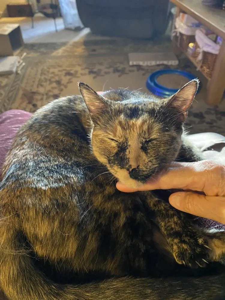 Mia Pumpkin thumbnail 5