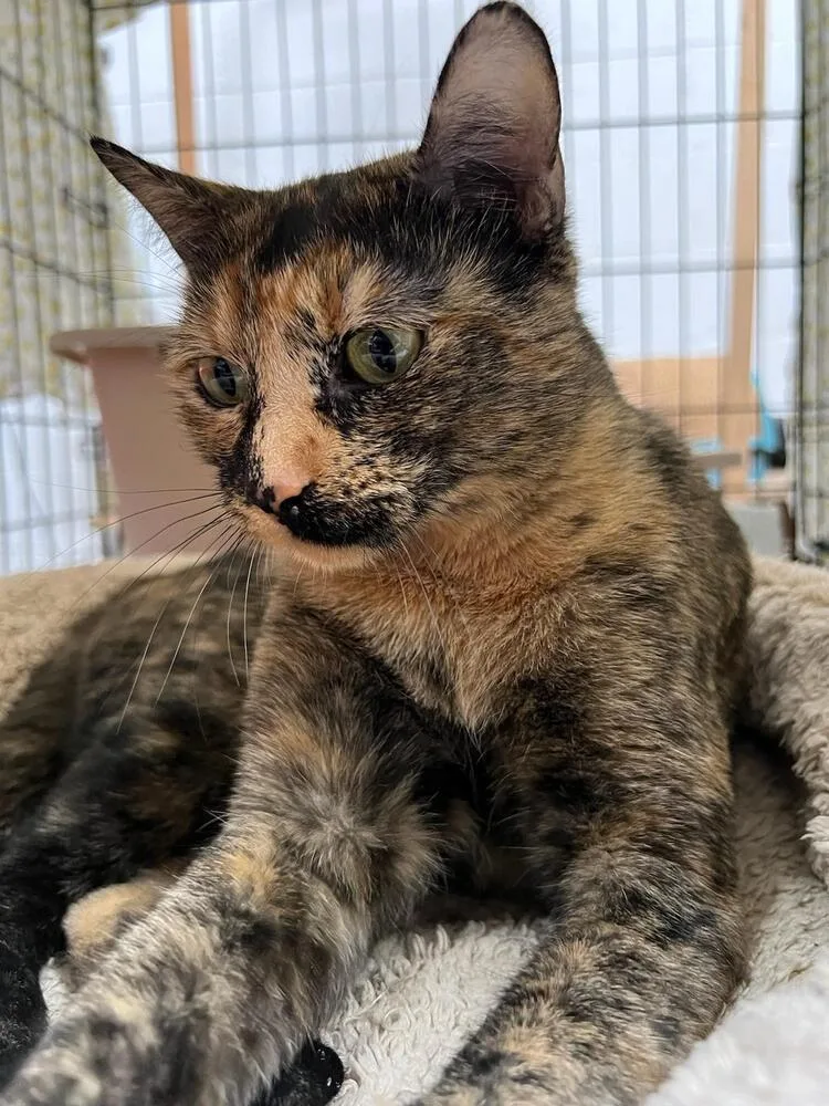 Mia Pumpkin thumbnail 6