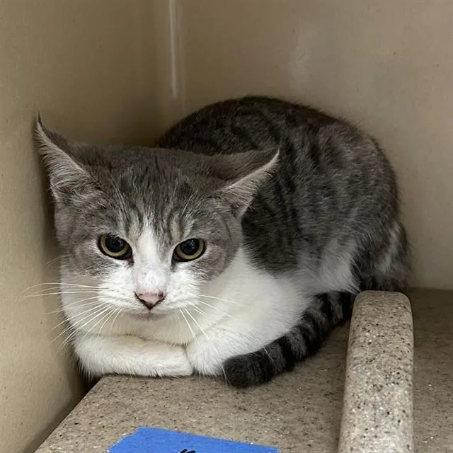 A young small-sized female Domestic Short Hair cat named Latavia for adoption in Lincolnton, NC