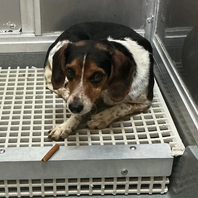 An adult small-sized male Black Beagle dog named Sherlock for adoption in Elizabeth City, NC
