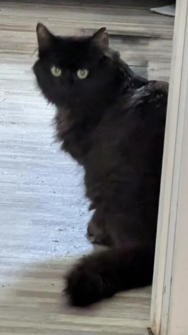 An adult large-sized female Domestic Long Hair cat named Pepper for adoption in Troy, MI