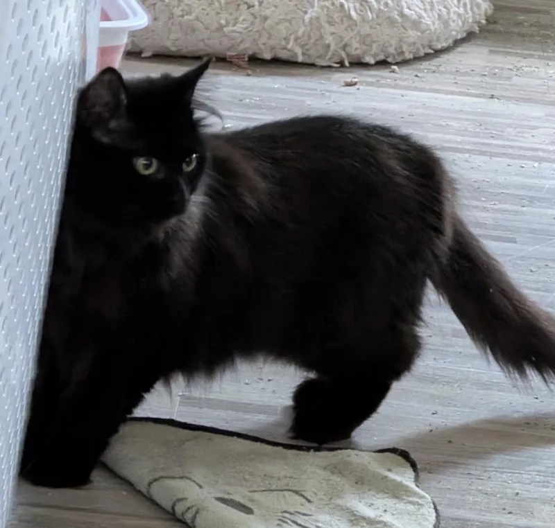 Pepper thumbnail 3