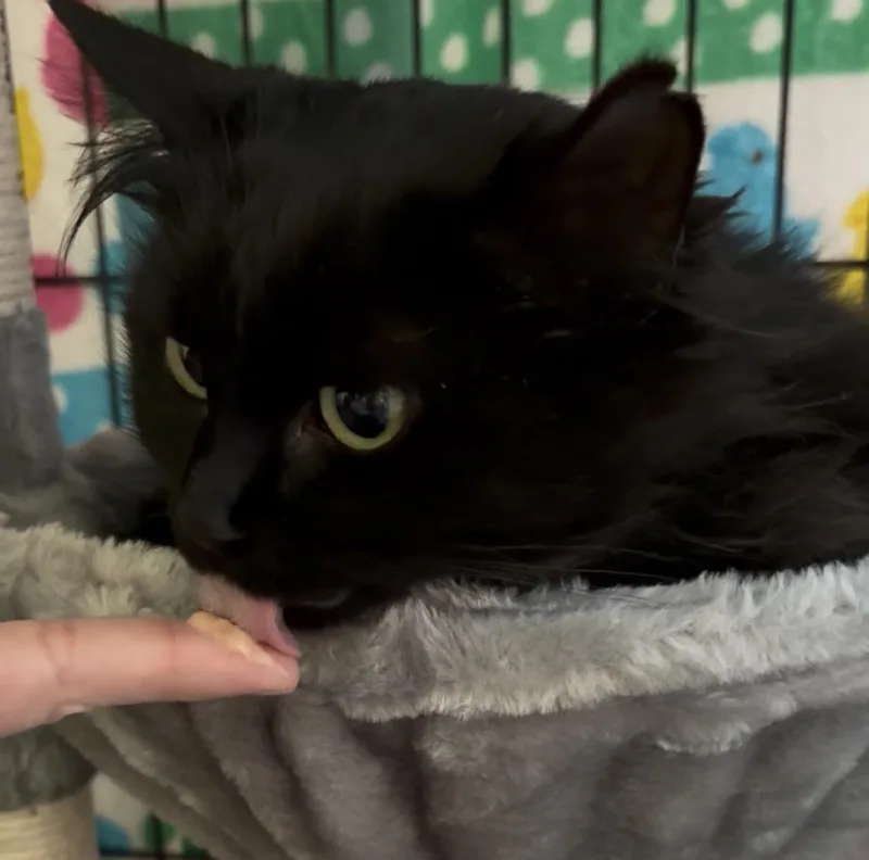 Pepper thumbnail 5