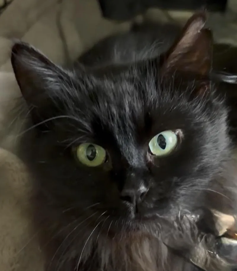 Pepper thumbnail 6