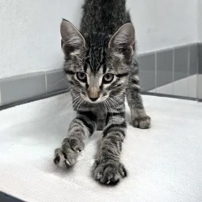 A baby small-sized male Gray / Blue / Silver Domestic Short Hair cat named Bermuda for adoption in Austin, TX