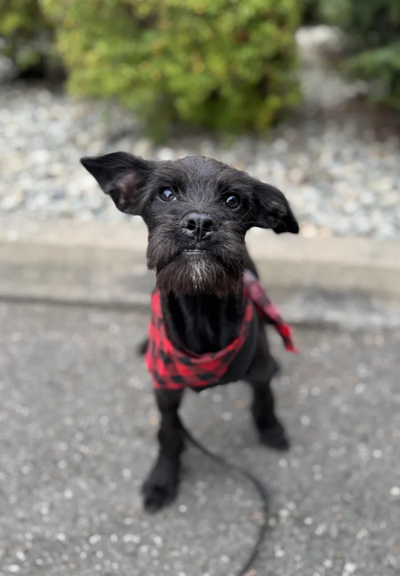A baby medium-sized male Schnauzer dog named Jett for adoption in lynnwood , WA