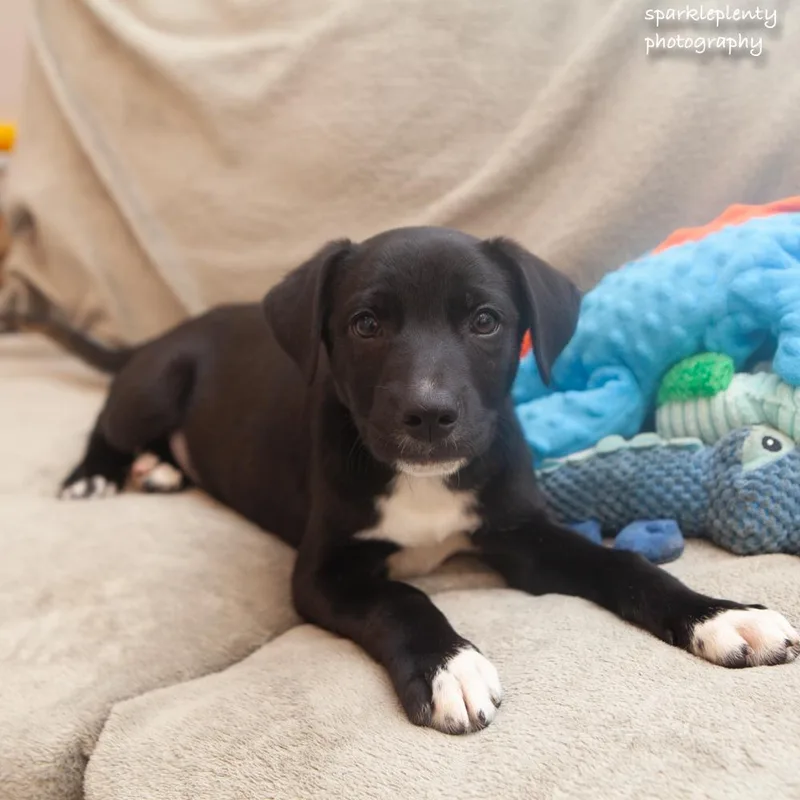 A baby medium-sized male Black Mixed Breed dog named Anakin for adoption in Ridgefield, CT