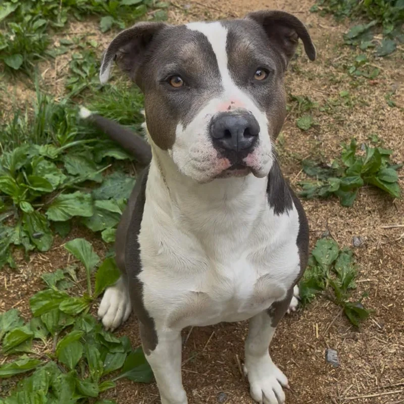 A young large-sized female Gray / Blue / Silver Pit Bull Terrier dog named Downey for adoption in Fairmont, WV