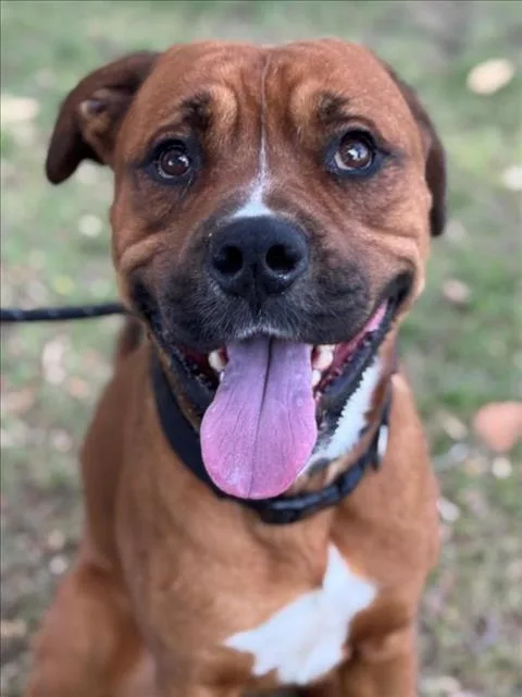 An adult large-sized male Mastiff dog named August for adoption in Woodland, CA