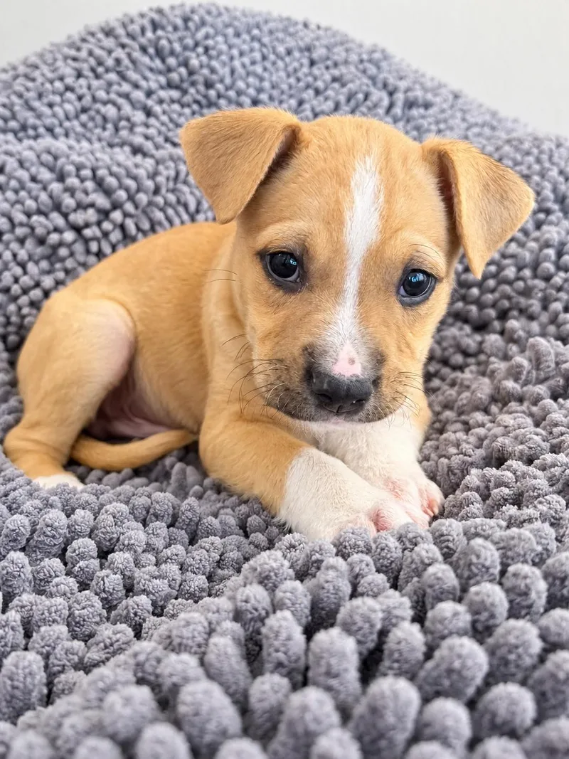 A baby medium-sized male Golden Labrador Retriever dog named Luis for adoption in Greensboro, NC