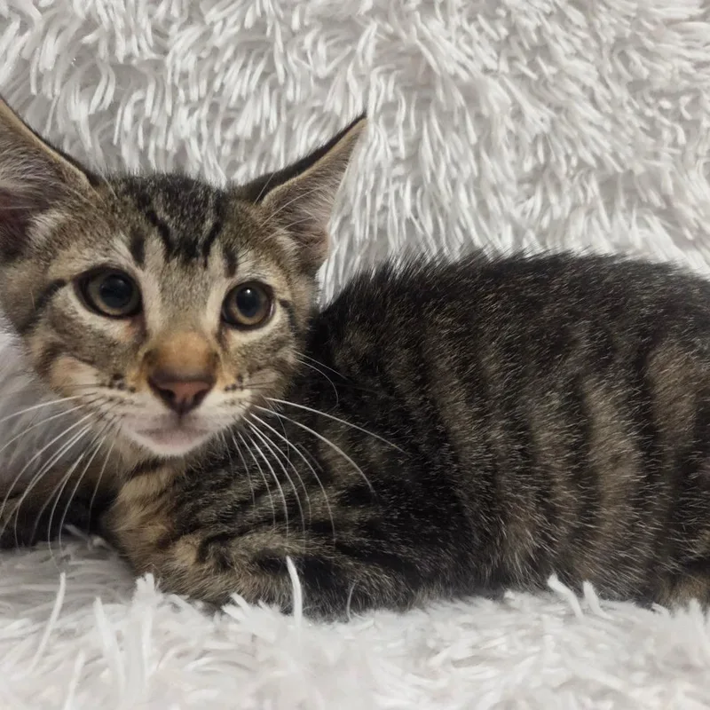 A baby small-sized male Black Domestic Short Hair cat named Affogato for adoption in Brea, CA