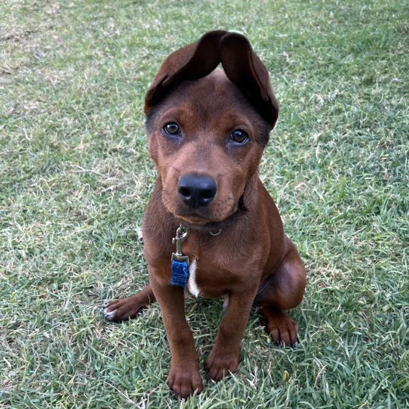A baby small-sized male Red / Chestnut / Orange Rottweiler dog named Ruger for adoption in Upland, CA