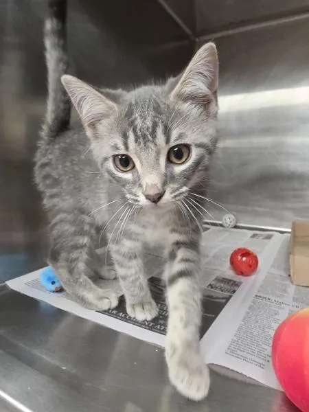 A baby medium-sized male Domestic Short Hair cat named Bingley for adoption in Cleveland, TN