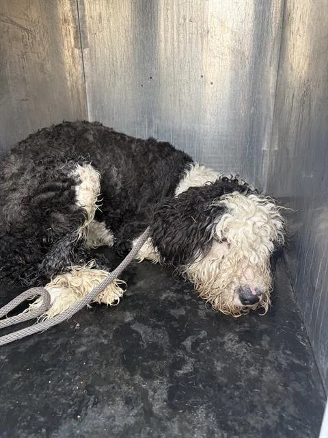 Noodle Mcdoodle