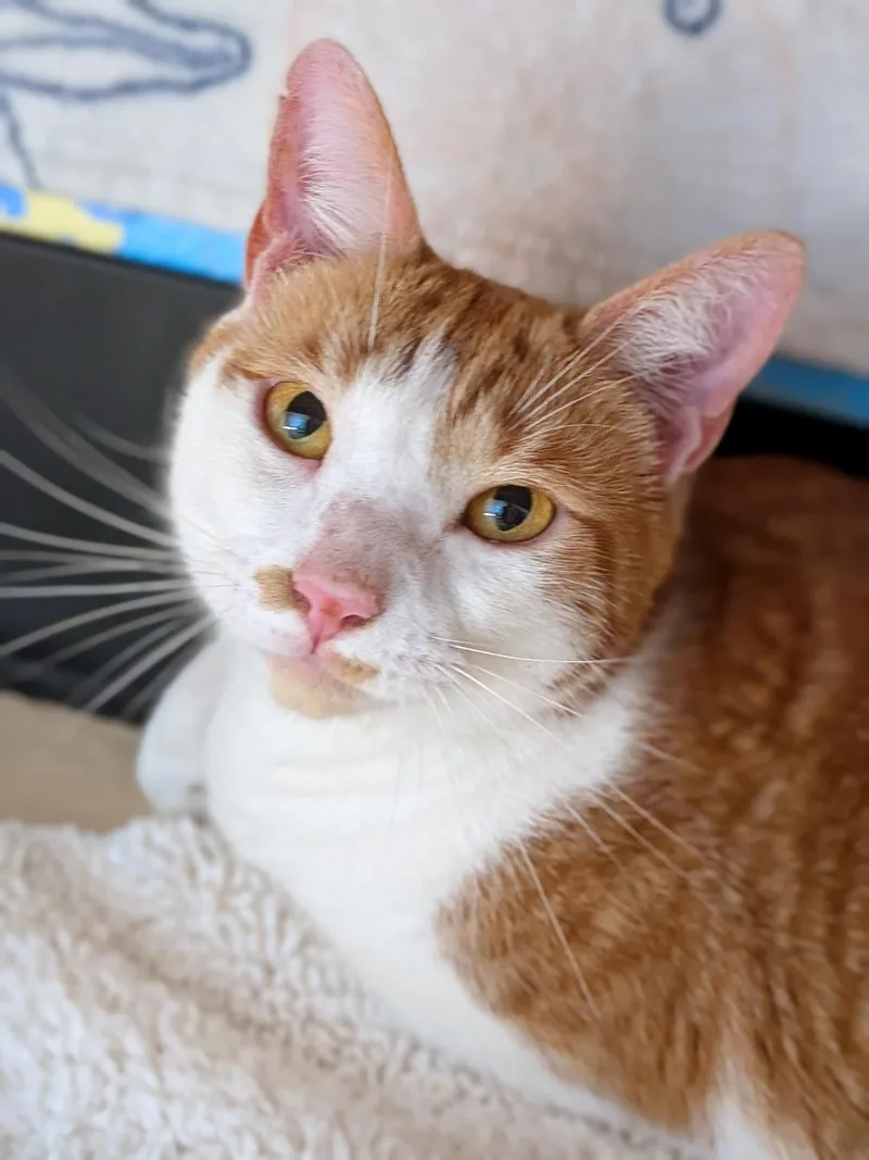 An adult medium-sized male Orange & White Domestic Short Hair cat named Toby for adoption in Sanford, FL