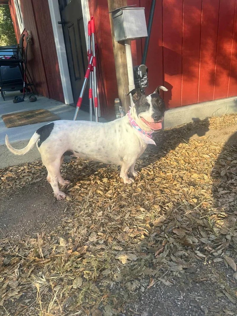 An adult medium-sized female Harlequin Chihuahua dog named Clara Belle for adoption in West Hollywood, CA
