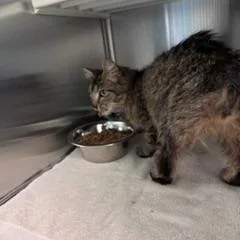 An adult medium-sized female Brown / Chocolate Manx cat named Rue for adoption in Norman, OK