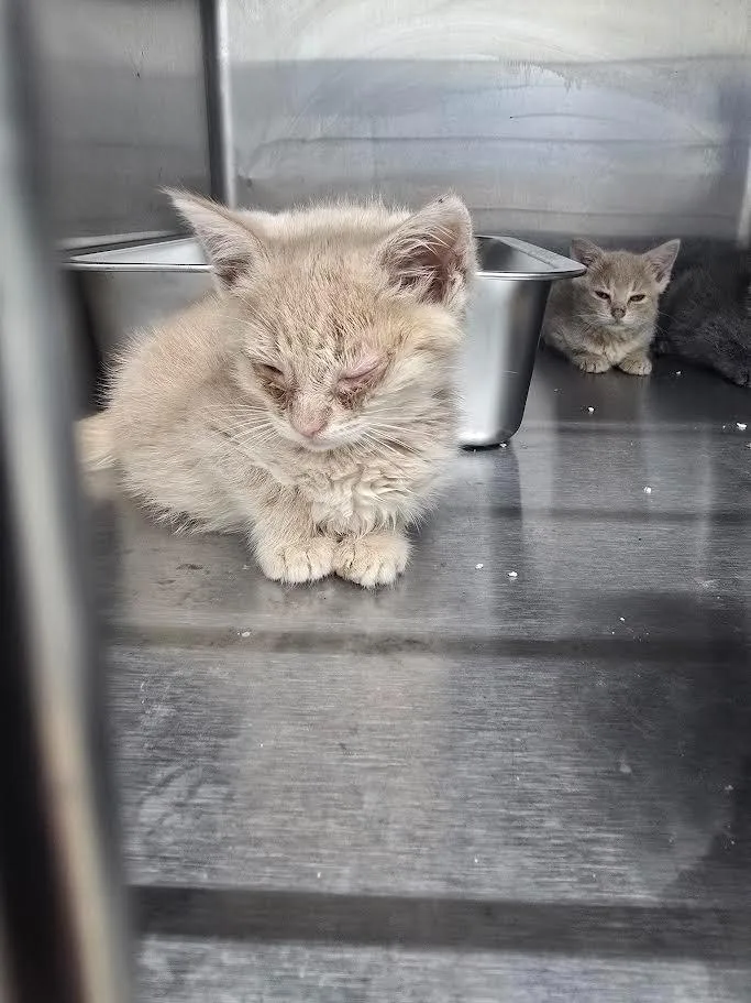 A baby small-sized male Domestic Short Hair cat named Jalapeno for adoption in Glenfield, NY