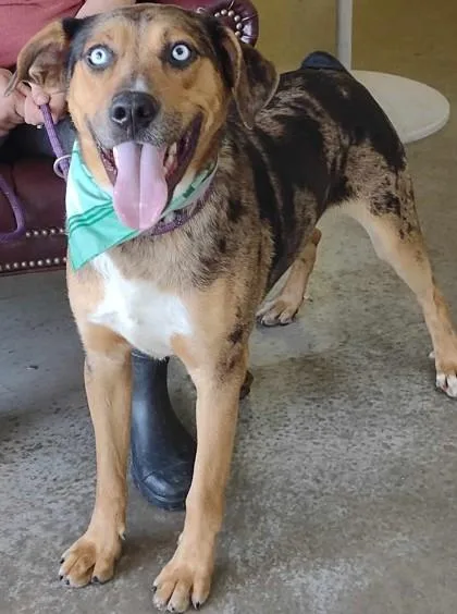 An adult medium-sized male Catahoula Leopard Dog dog named Colonel Nubbins for adoption in La Harpe, KS