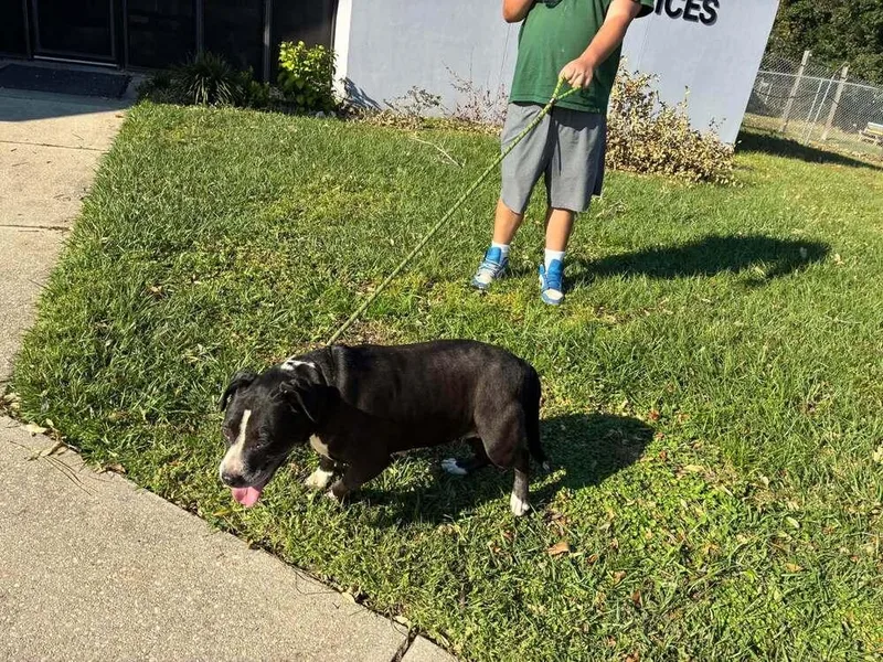 An adult medium-sized female Tricolor (Brown, Black, & White) American Bulldog dog named Athena for adoption in Milton, FL