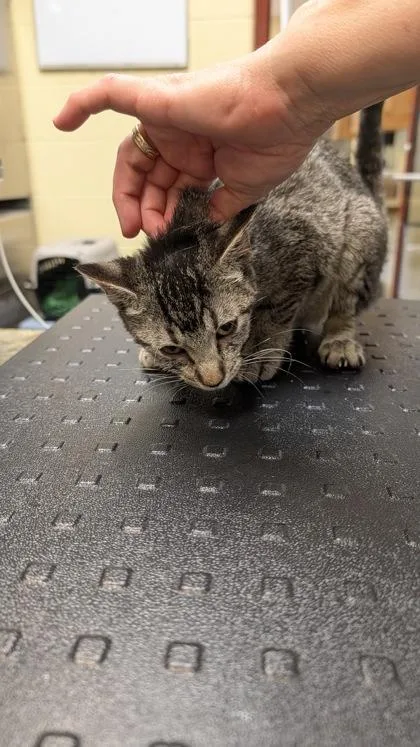 A baby medium-sized female Domestic Short Hair cat named Mila for adoption in Independence, MO