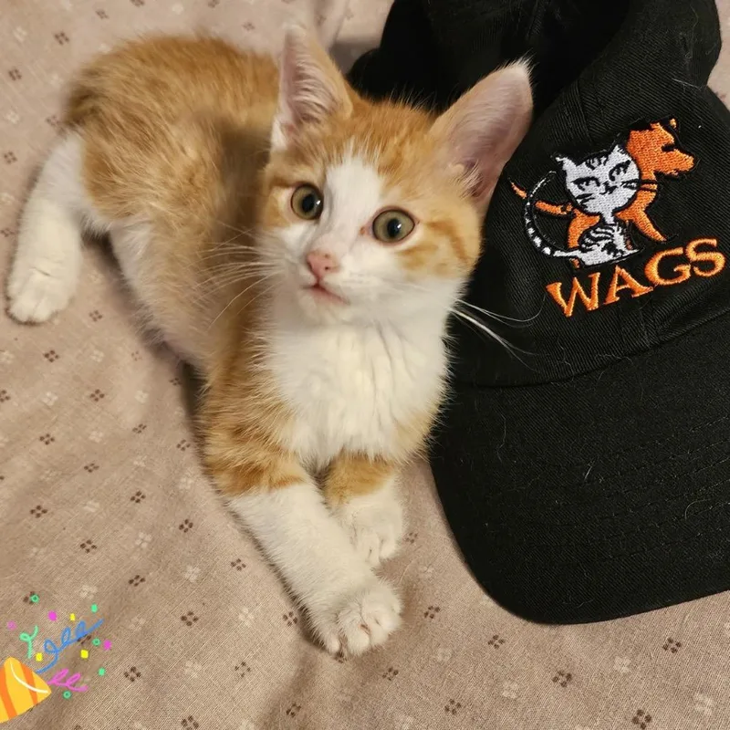 A baby small-sized male Orange / Red Domestic Short Hair cat named Bandana for adoption in Westminster, CA